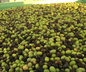 1000 lbs of green & black olives