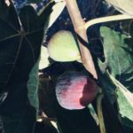 2 mission figs -one ripe & one unripe